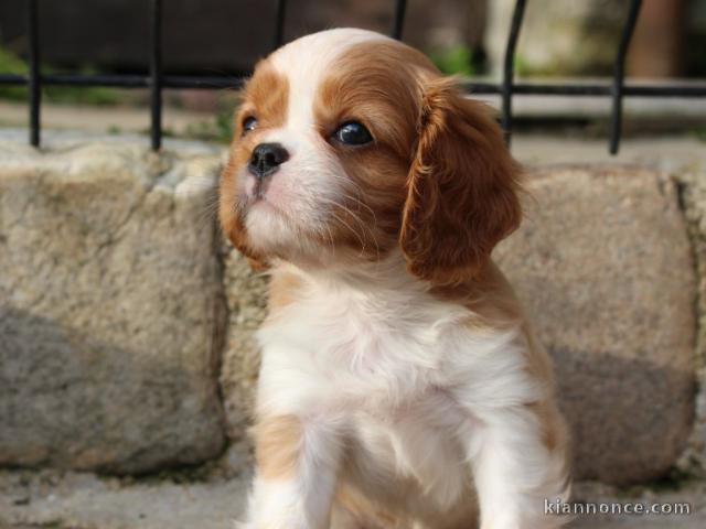 Donne femelle chiot cavalier king charles Spaniel