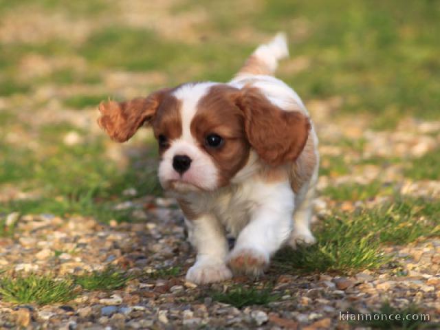 Donne femelle chiot cavalier king charles Spaniel