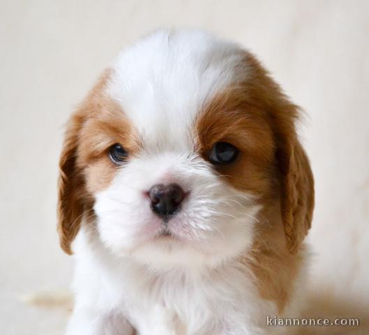 Donne femelle chiot cavalier king charles Spaniel