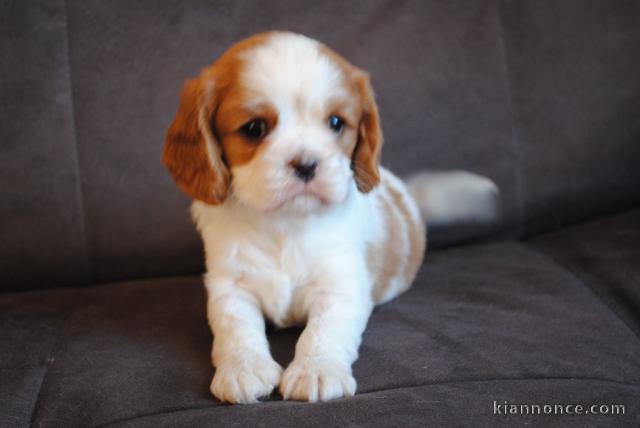 Donne femelle chiot cavalier king charles Spaniel