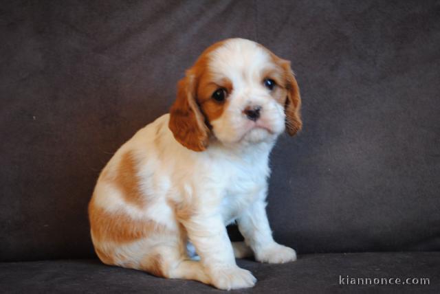 Donne femelle chiot cavalier king charles Spaniel