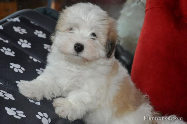 Chiot Coton de Tulear