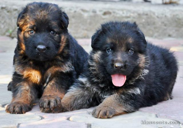 adorables chiots berger allemand