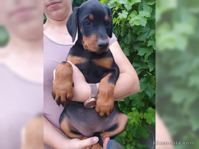 Magnifiques chiots Doberman