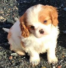 Adorable chiot Cavalier King Charles  à donner 