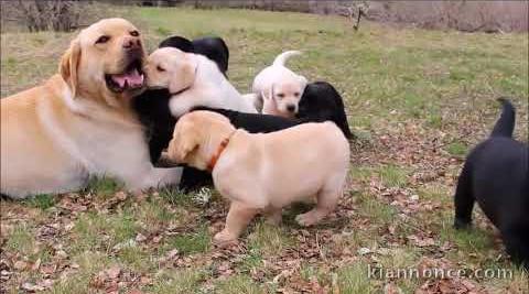 Adorable chiot Labrador à donner 