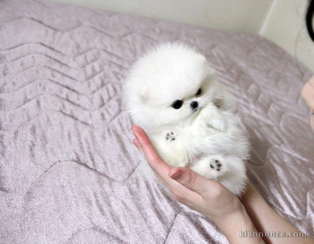 Adorables chiots Spitz nains blancs lof a donner