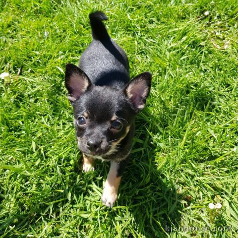 Adorables Chiots Chihuahua adonner