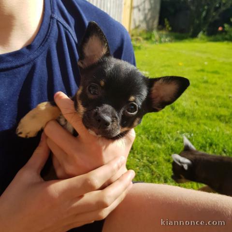 Adorables Chiots Chihuahua adonner