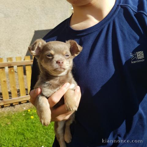 Adorables Chiots Chihuahua adonner