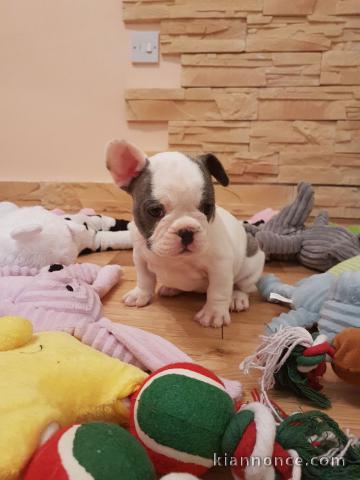 Adorables chiot Bouledogue Francais lof