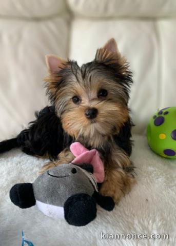 Je donnes chiots Yorkshire terrier lof