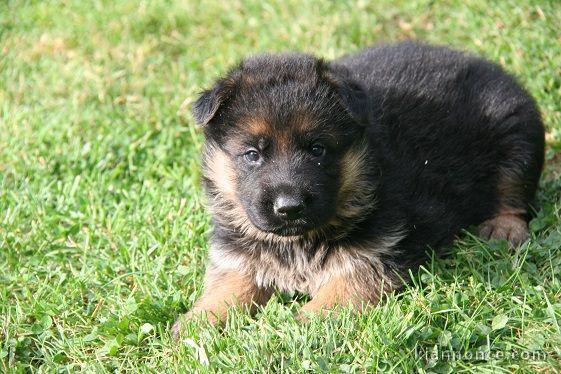 Donne chiot berger allemand femelle lof