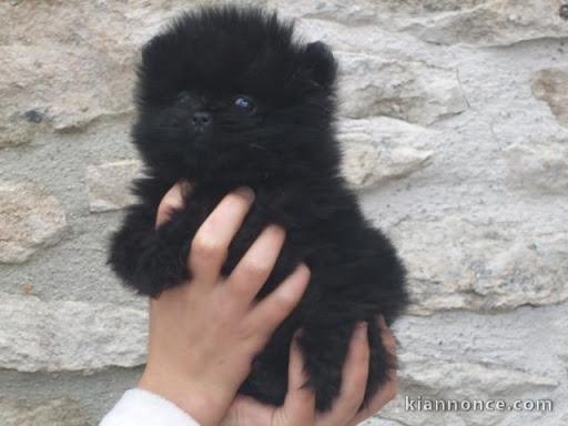 chiot spitz-spitz-nain-pomeranie