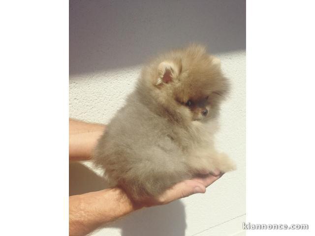 chiot spitz-spitz-nain-pomeranie trois mois