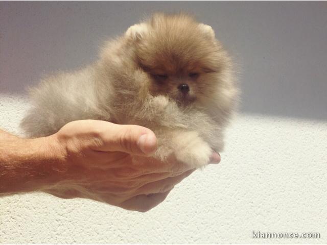 chiot spitz-spitz-nain-pomeranie trois mois