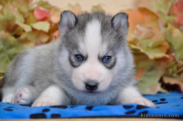 HUSKY DE SIBERIE rechercher une famille fan , aimante pour adopti