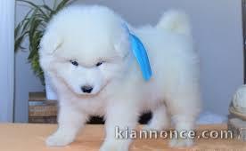 magnifiques chiot samoyede trois mois