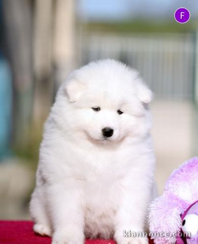 chiot samoyede trois mois