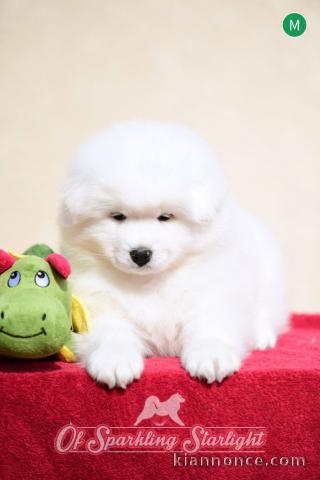 chiot samoyede trois mois