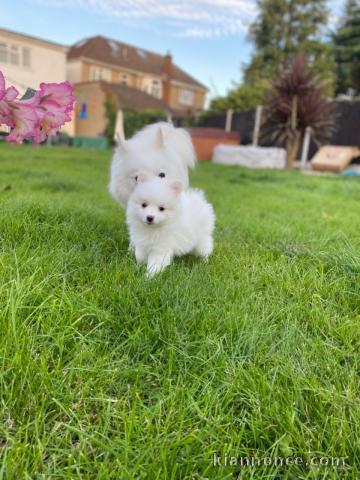 Chiots blancs de Poméranie prêts maintenant