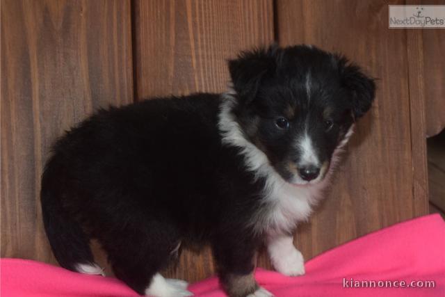 Magnifique chiots berger shetland