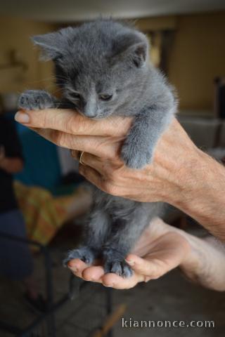 Magnifiques chatons chartreux