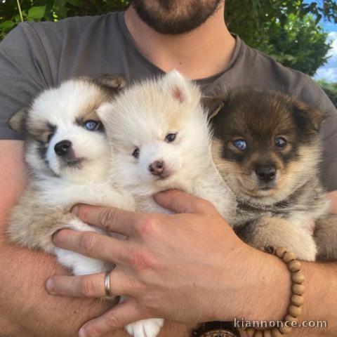 A donner chiots pomsky