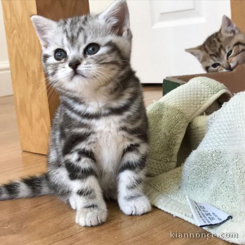 Magnifiques chatons brithish shorthair