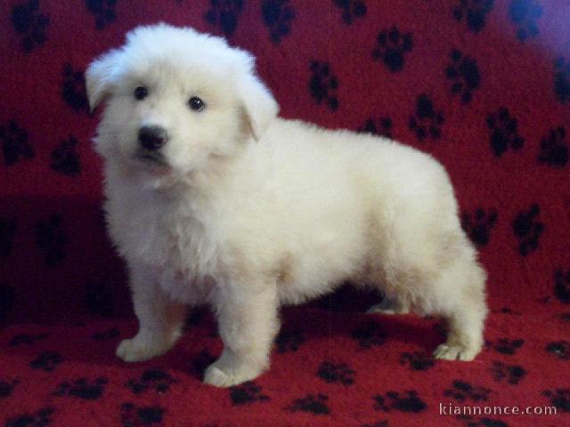 magnifiques chiot samoyede