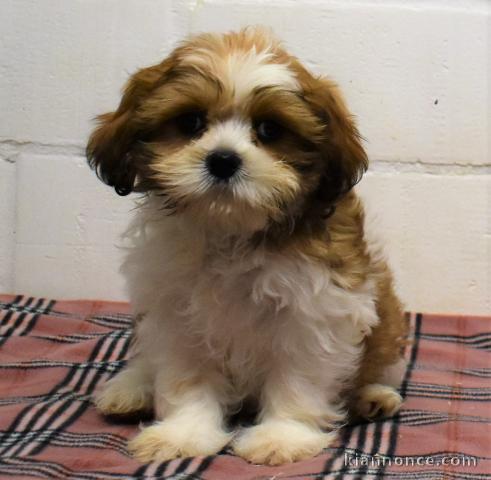 chiot shih-tzu trois mois