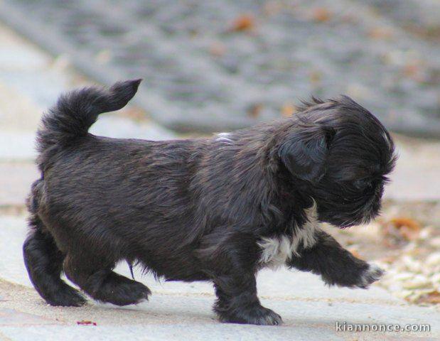 chiot shih-tzu trois mois