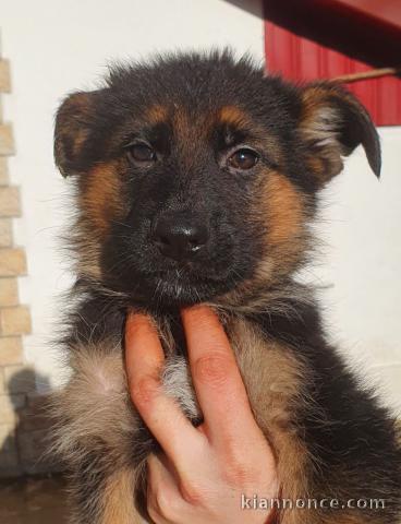 chiots Berger allemand  dispo