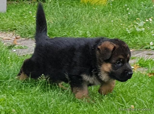 chiots Berger allemand  dispo