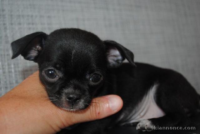 Superbe chiot chihuahua 