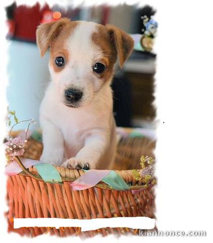 Adorables chiots Jack Russell