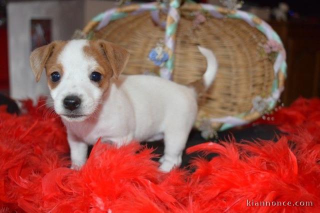 Mignon chiot jack russell 