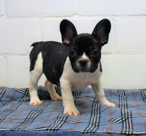 Magnifique chiot Bouledogue Français à adopter