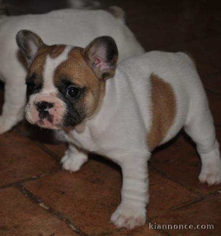 Magnifique  chiot Bouledogue Français à donner