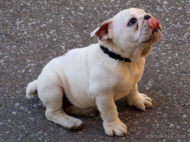 Magnifique  chiot Bouledogue Français à donner