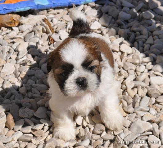 chiot shih-tzu trois mois