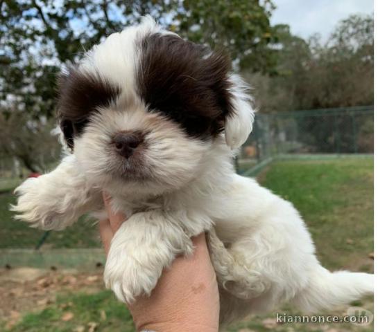 chiot shih-tzu trois mois