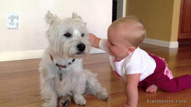 chiot westie trois mois