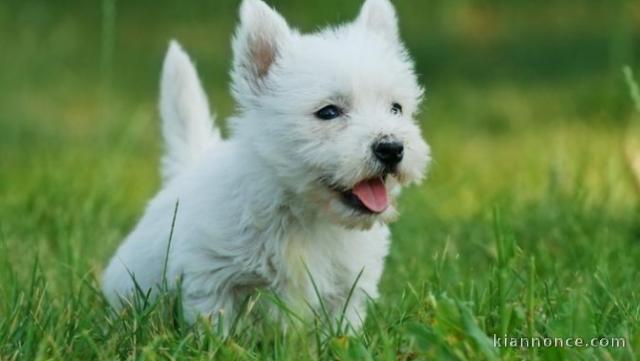 chiot westie trois mois