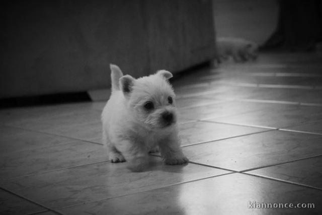 chiot westie trois mois