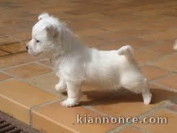 chiot westie trois mois