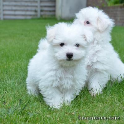 Magnifiaue Chiots Bichons Maltais