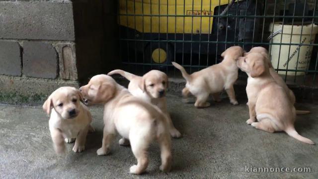 Adorable chiot  Labrador  à donner