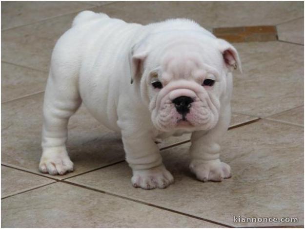 Adorable chiot   Bulldog Anglais  a donner