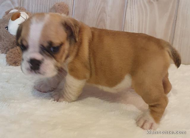 Adorable chiot   Bulldog Anglais  a donner